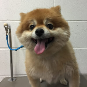 よろしくポメ