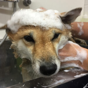 シャンプーしば