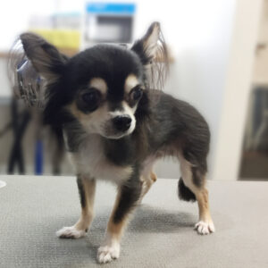 よろしくチワワ