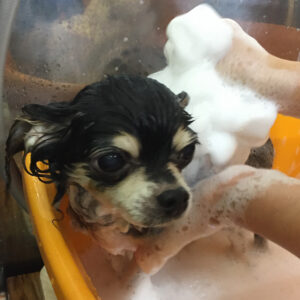 シャンプーチワワ
