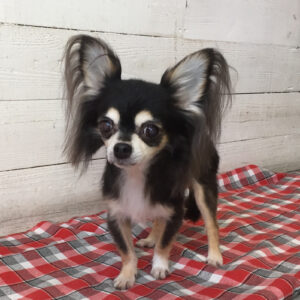 仕上がりチワワ