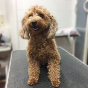 よろしくトイプー