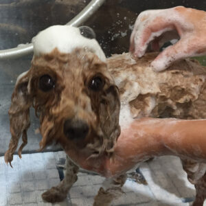 シャンプートイプー