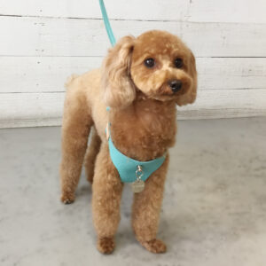 仕上がりトイプー