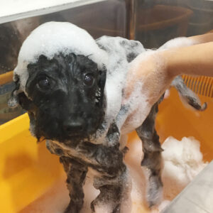 シャンプートイプー