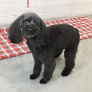 仕上がりトイプー