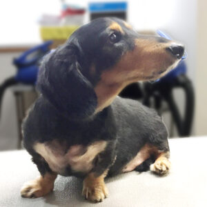 よろしくダックス