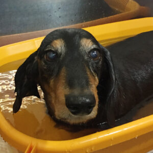 お風呂ダックス