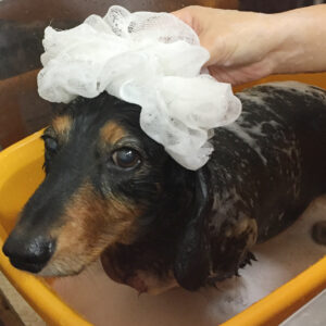 シャンプーダックス