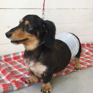 仕上がりダックス