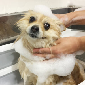 シャンプーポメ