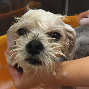 シャンプーミックス