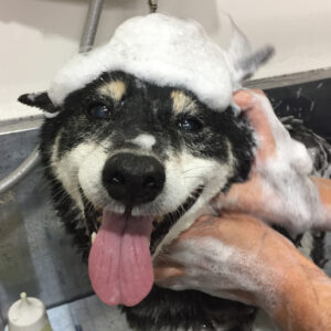 シャンプーしば