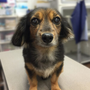 よろしくミックス