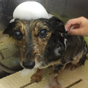 シャンプーミックス