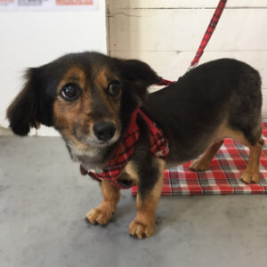 仕上がりミックス