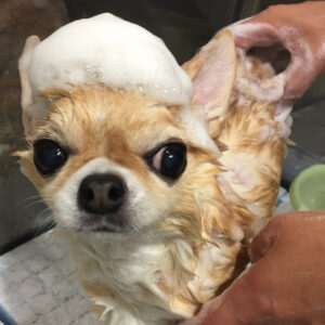 シャンプーチワワ