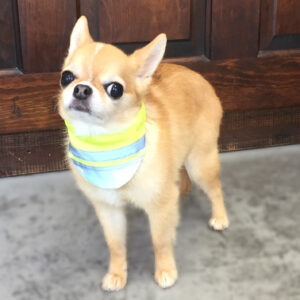 仕上がりチワワ