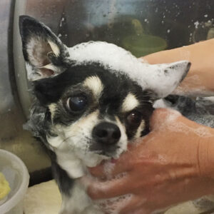 シャンプーチワワ