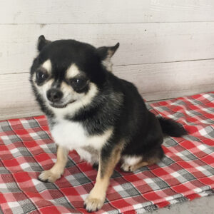 仕上がりチワワ