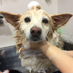 シャンプーミックス