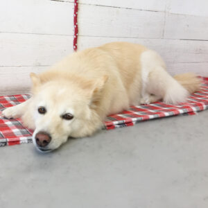 仕上がりミックス