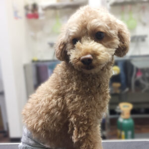 よろしくトイプー