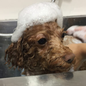 シャンプートイプー