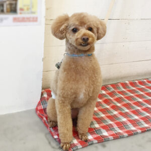 仕上がりトイプー