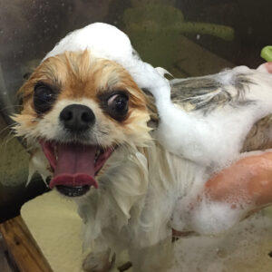 シャンプーミックス