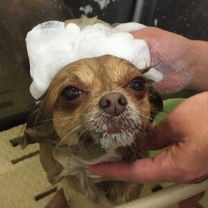 シャンプーチワワ