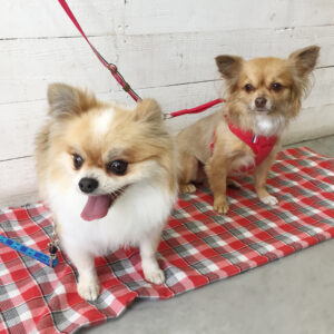 仕上がりミックス&チワワ