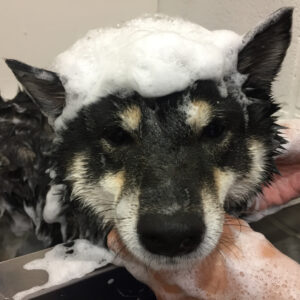 シャンプーしば