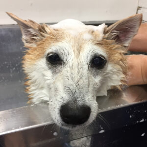 シャンプー豆柴