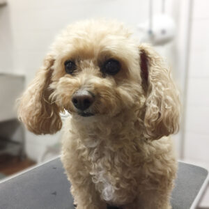 よろしくトイプー