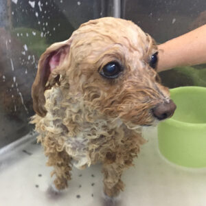 シャンプートイプー