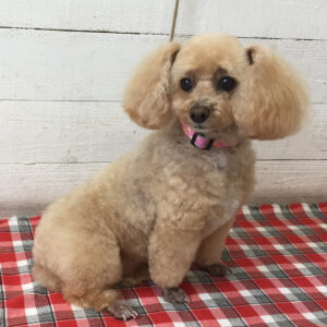 仕上がりトイプー