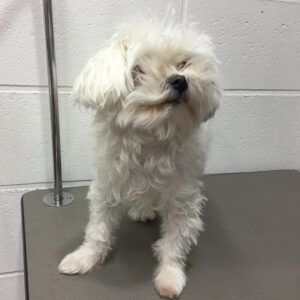 よろしくマルチーズ