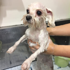 シャンプーマルチーズ