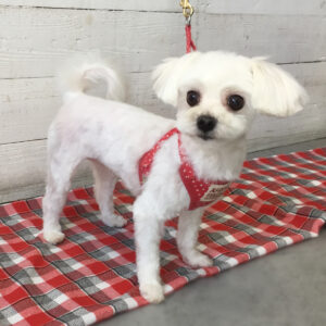 仕上がりマルチーズ