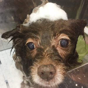 シャンプーミックス