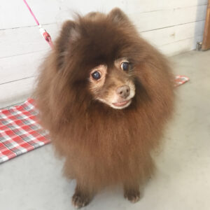 仕上がりミックス