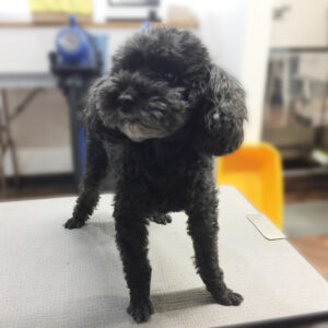 よろしくトイプー