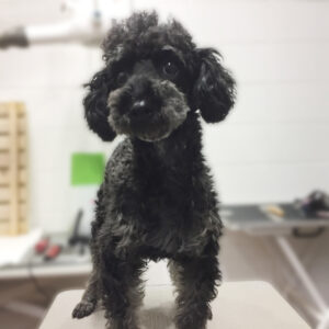 よろしくトイプー