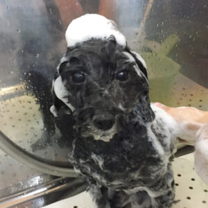 シャンプートイプー