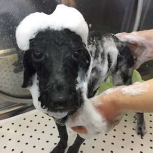 シャンプートイプー