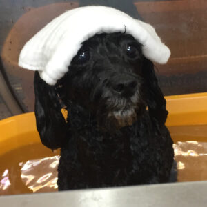 お風呂トイプー