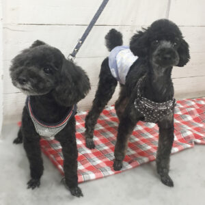 仕上がりトイプー