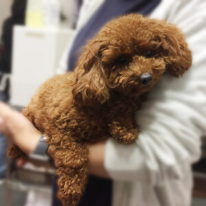 よろしくトイプー