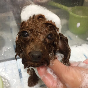 シャンプートイプー